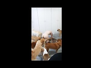 Chinese girl got Gangbanged by DOGS