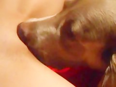 dogsex closeup