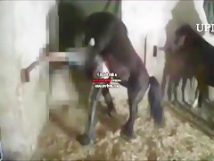 Wife humped by dog