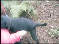 Orgia con el perro negro