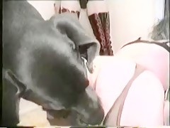 sucking dog