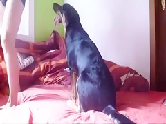 Video of envy of animal