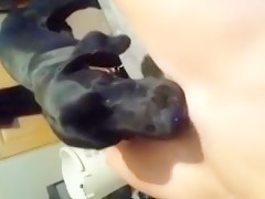 Cute dog licking her pussy - Animals porn - HD Porn - Porn