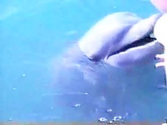 Sexo con delfin