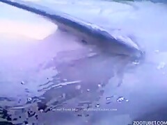 masturbating a female dolphin