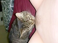 Cat licking pussy