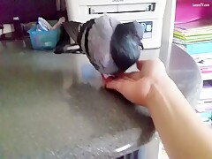 Pidgeon 1
