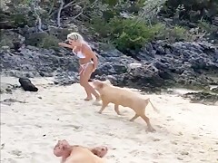 agressive pig [non zoo]