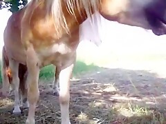 Cavalo mamando